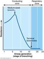 Graph of airway resistance in the respiratory tree