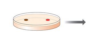 Diffusion experiment: molecular size effect
