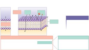 Fick's law of diffusion