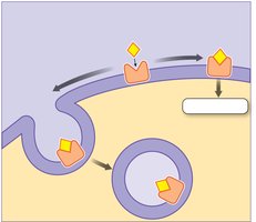 Membrane receptors bind extracellular ligands