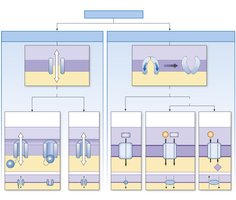Membrane transporters: channel and carrier proteins