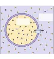 Sodium-potassium pump
