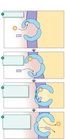 Sodium-glucose cotransport