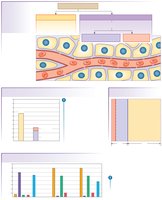 Body fluid compartments and their distribution