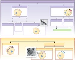 Vesicular transport mechanisms