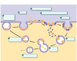 Membrane recycling via endocytosis and exocytosis