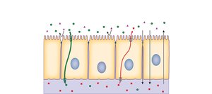 Polarized transporting epithelia