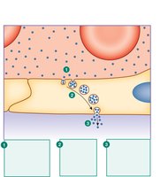 Transcytosis across capillary endothelium