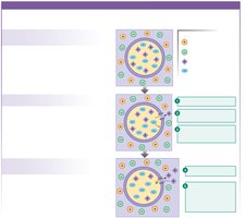 Creation of membrane potential in an artificial system