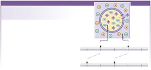 Measuring membrane potential