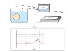 Recording membrane potential