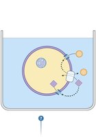 Resting membrane potential of cells