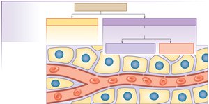 Body fluid compartment volumes