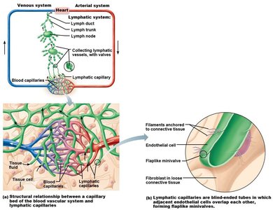 Relationship between blood and lymphatic capillaries