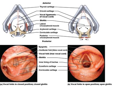Vocal folds and glottis