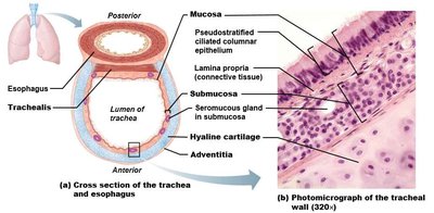 Tracheal wall structure