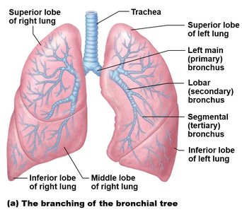 Tracheal bifurcation and bronchial tree