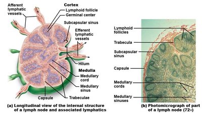 Internal structure of a lymph node