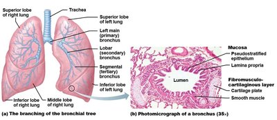 Branching of the bronchial tree