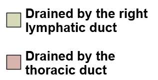 Lymphatic drainage regions key