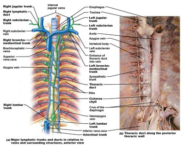 Major lymphatic trunks and ducts