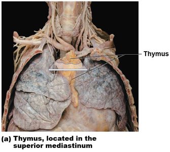 Thymus in the mediastinum