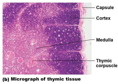 Micrograph of thymic tissue