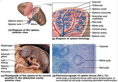 Spleen anatomy and histology