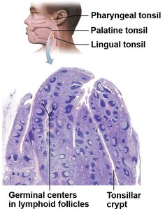 Tonsil locations and histology