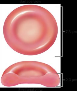 Erythrocyte structure