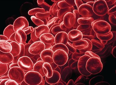 Cluster of erythrocytes