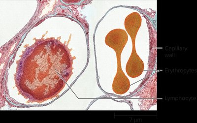 Erythrocytes in capillary