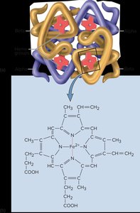 Hemoglobin molecular structure