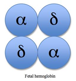 Fetal hemoglobin structure