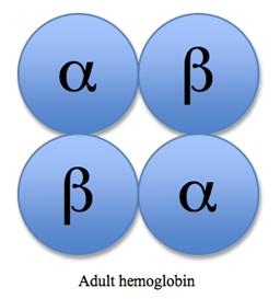 Adult hemoglobin structure