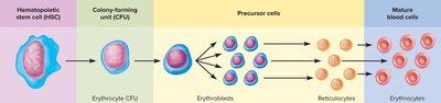 Erythropoiesis stages