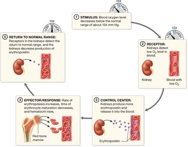 Erythropoietin regulation