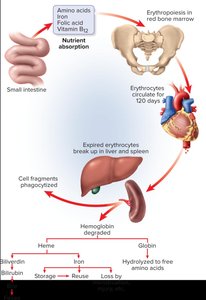 RBC life cycle and hemoglobin breakdown