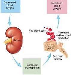 Erythrocyte death and breakdown