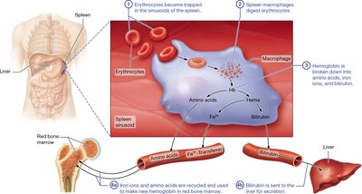 Hemoglobin breakdown in spleen and liver