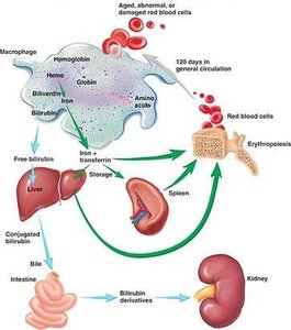 Hemoglobin breakdown and bilirubin excretion