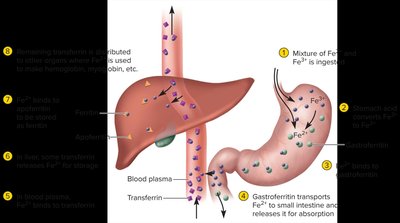 Iron metabolism and transport