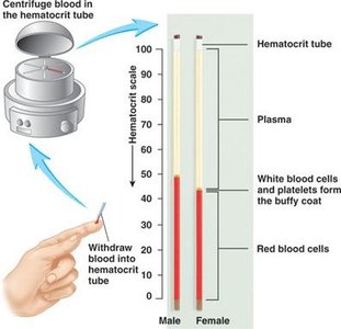 Hematocrit measurement