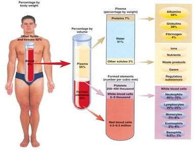 Blood composition and plasma proteins