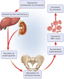 Correction of hypoxemia by negative feedback