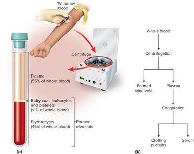 Blood centrifugation and separation of plasma and formed elements