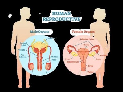 Diagram of male and female reproductive organs
