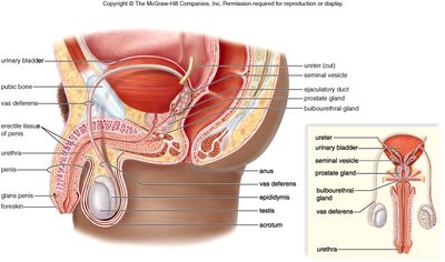Sagittal section of male pelvis showing reproductive organs