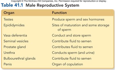 Table of male reproductive organs and functions