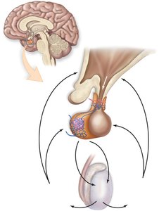 Hormonal regulation of male reproductive system